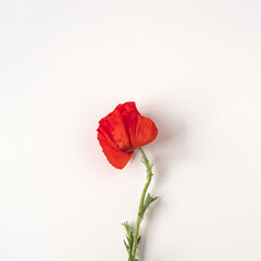 Fototapeta premium Aesthetic minimal styled concept. Red poppy flower on white background. Creative still life summer, spring floral concept