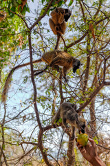 Lémuriens dans une forêt de Madagascar