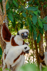 Lémurien dans une forêt de Madagascar