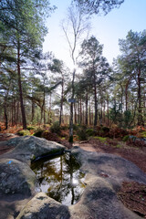 Pines and rock basin in the Apremont hill. Fontainebleau forest