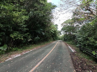 Fototapeta na wymiar 石垣島の山道、沖縄