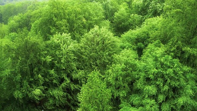 Trees of a green lush forest from above, moving beautifully in strong wind and rain
