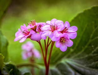 violet colored "heart-leaved bergenia"  flowers closeup in the meadows, blurred green background