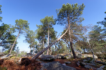 Pines and rocky chaos in the Apremont hill. Fontainebleau forest