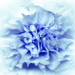 Clove  flower. Floral blue background. Macro.   Nature.