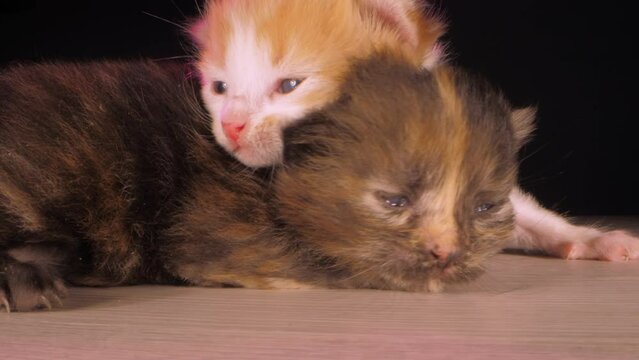 Adorable domestic little kittens. Lovely red and white and black haired baby cats hug lying on wooden floor at home closeup laowa lens shot