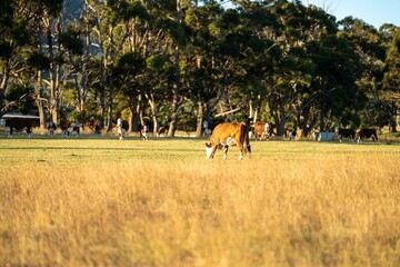 Hereford cows grazing in a paddock.