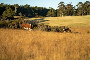 Hereford cows grazing in a paddock.