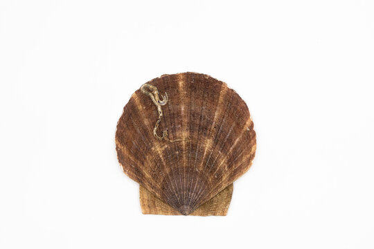 Close up of ocean shell isolated on white background seashells