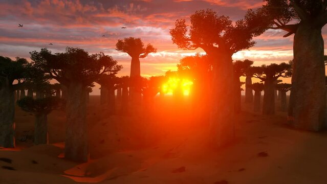 Baobab Trees On African Landscape At Sunset
