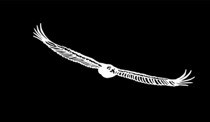 Vector eagle flying ,graphical element of bird on black background