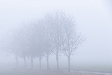 A row of trees covered by a thick layer of mist in winter season in the rolling hills of the Netherlands