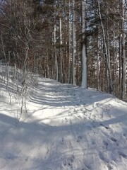 snow covered trees