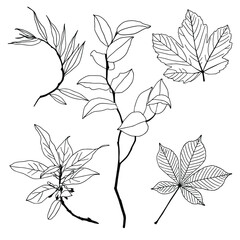 Branches vector set. Hand drawn floral elements. Vintage botanical illustrations.Lineart and doodle set.