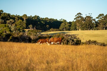 Hereford cows grazing in a paddock.