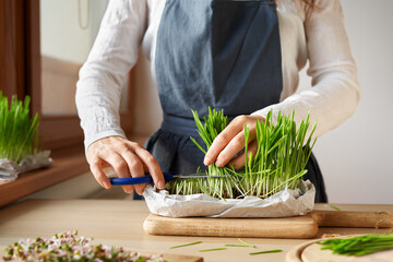 Hands harvesting fresh green barley grass, indoors