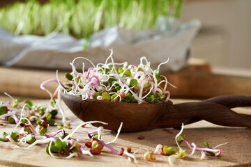Pink radish sprouts on a spoon, close up