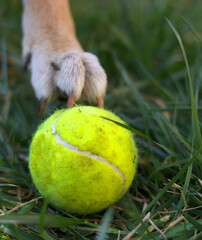 Shiba Inu playing with a tennis ball close-up