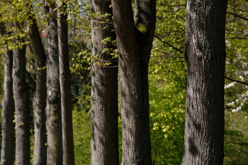 Fototapeta premium Baumreihe im Frühling, Deutschland, Europa