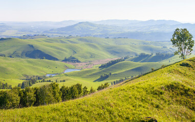 Fototapeta premium Green hills, meadows and trees. Sunny summer day, countryside. 