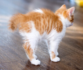 A red-haired cat with white color stand on a brown floor. Kitten portrait photo, cute fluffy kitten