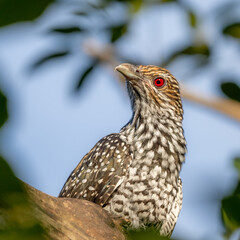 Asian Koel