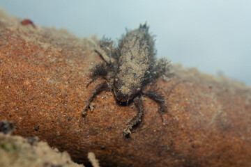 Dragonfly larva of the family Cordulegastridae 