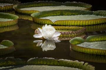 Amazonian Giant Water Lily Flower