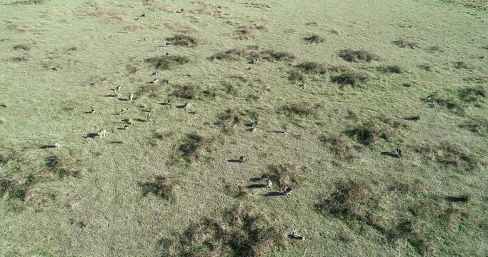 Aerial orbit over mob of kangaroos eating on grass plains below.