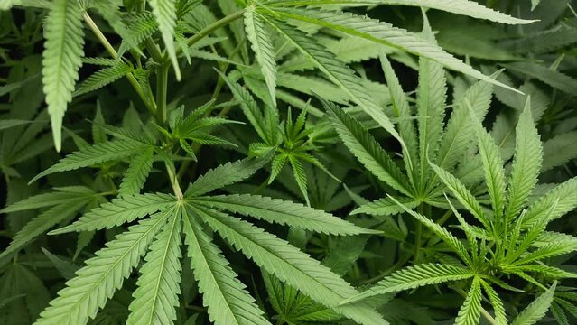 Very young Marijuana plants with big leaves, slight rotating movement shot