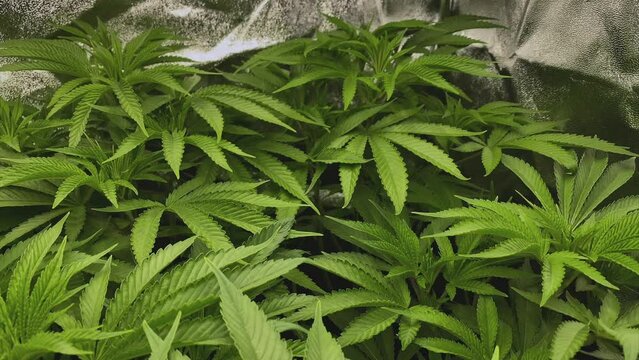 Young Marijuana plants with a lot of leaves during vegetative stage in a tent, dolly out shot, wide angle