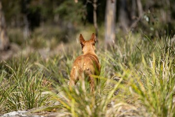 dingo in the bush in australia.