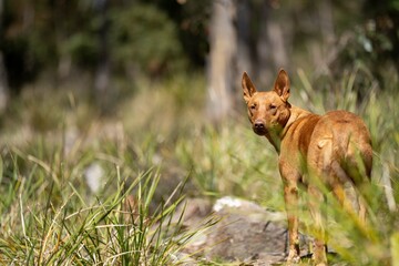 dingo in the bush in australia.