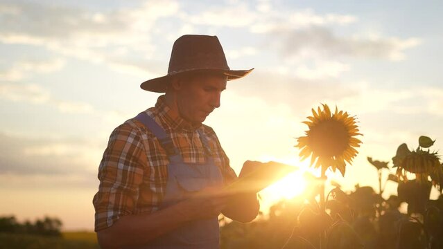 agriculture. farmer silhouette in hat works on a tablet in a field of yellow sunflower. business eco agriculture concept. farmer man examines the harvest in the field with flowers of sunflower
