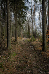 Lonely road to nowhere. Mystic and fantasy atmosphere path deep in the forests in Czech Republic