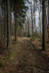 Obraz premium Lonely road to nowhere. Mystic and fantasy atmosphere path deep in the forests in Czech Republic