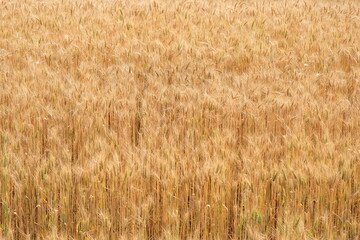 Golden wheat field, Natural scenery of beautiful tropical