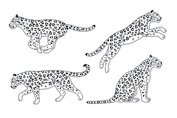 Vector set of flat outline leopard isolated on white background