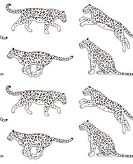 Vector seamless pattern of flat outline leopard isolated on white background