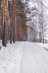 Obraz premium A walk through the winter forest. Snow trees and a cross-country ski trail. Beautiful and unusual roads and forest trails. Beautiful winter landscape. The trees stand in a row
