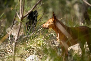 dingo in the bush in australia.