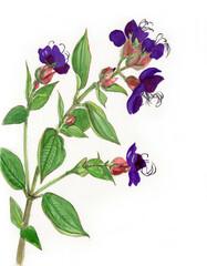 花の水彩画ノボタン