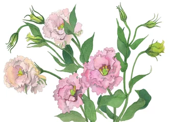 Rolgordijnen 花の水彩画トルコギキョウ © 悦子 片岡