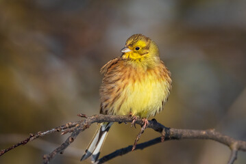 A bright yellow close-up of an ordinary bunting bird is sitting on a tree branch.