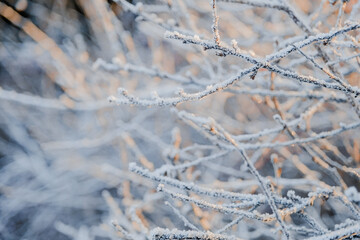 Structure and texture of ice lenses, frozen snowflakes on a tree branches. Frost and cold. Cold gamma. Selective focus. Winter season and frost. Sub-zero temperature. Close-up. First snow.