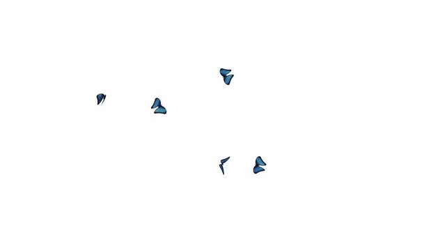 A collection of blue butterflies fluttering and flying on a white background