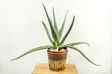 Aloe, with the common name aloe, aloe or acíbar, among others, is a genus of succulent plants.
