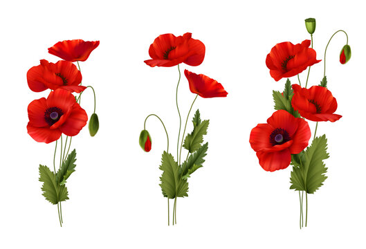 Red Poppies Flowers Bouquet Realistic Set