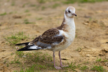 Seagull on the beach