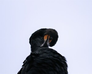 Preening Cormorant from a unique perspective